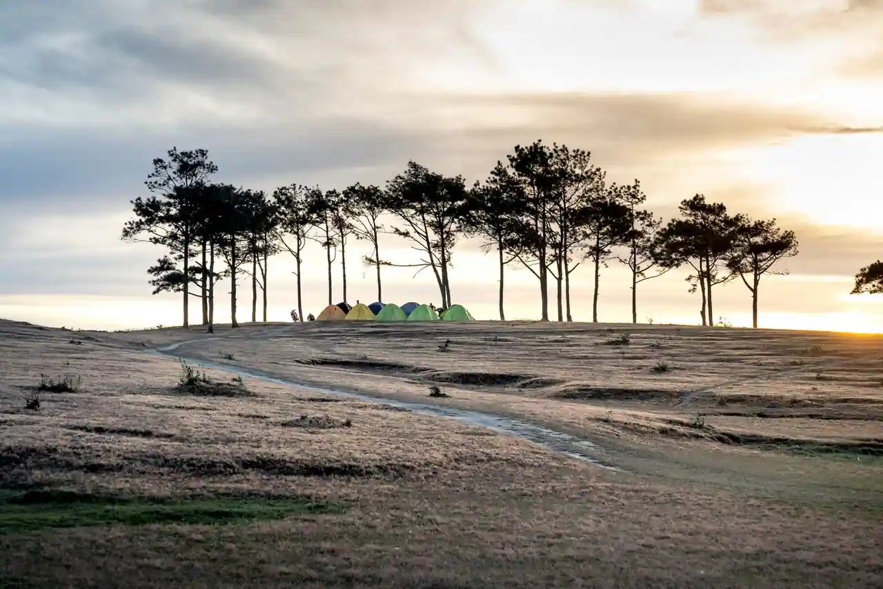 Tentes de camping alignées sur un plateau herbeux bordé de pins, dans une lumière dorée