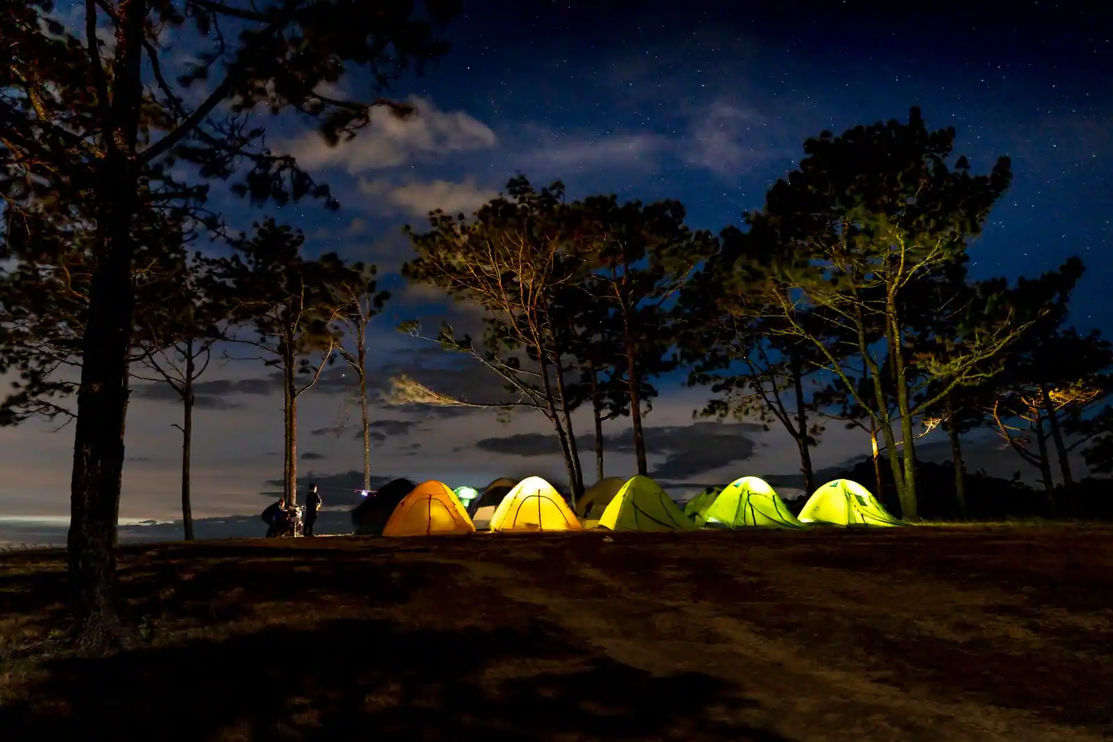 Tentes de camping éclairées sous des pins à la tombée de la nuit
