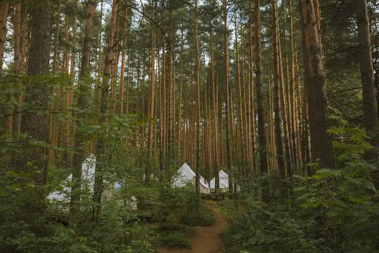 Tentes de camping en toile claire dressées parmi les hauts pins d'une forêt, le long d'un sentier