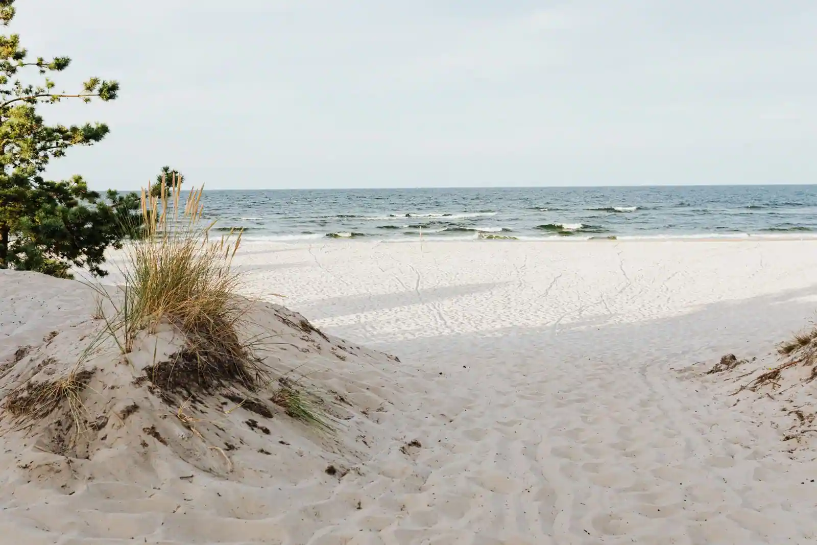 Plage de sable bordée d'herbes de dune et d'un pin, face à l'océan Atlantique.