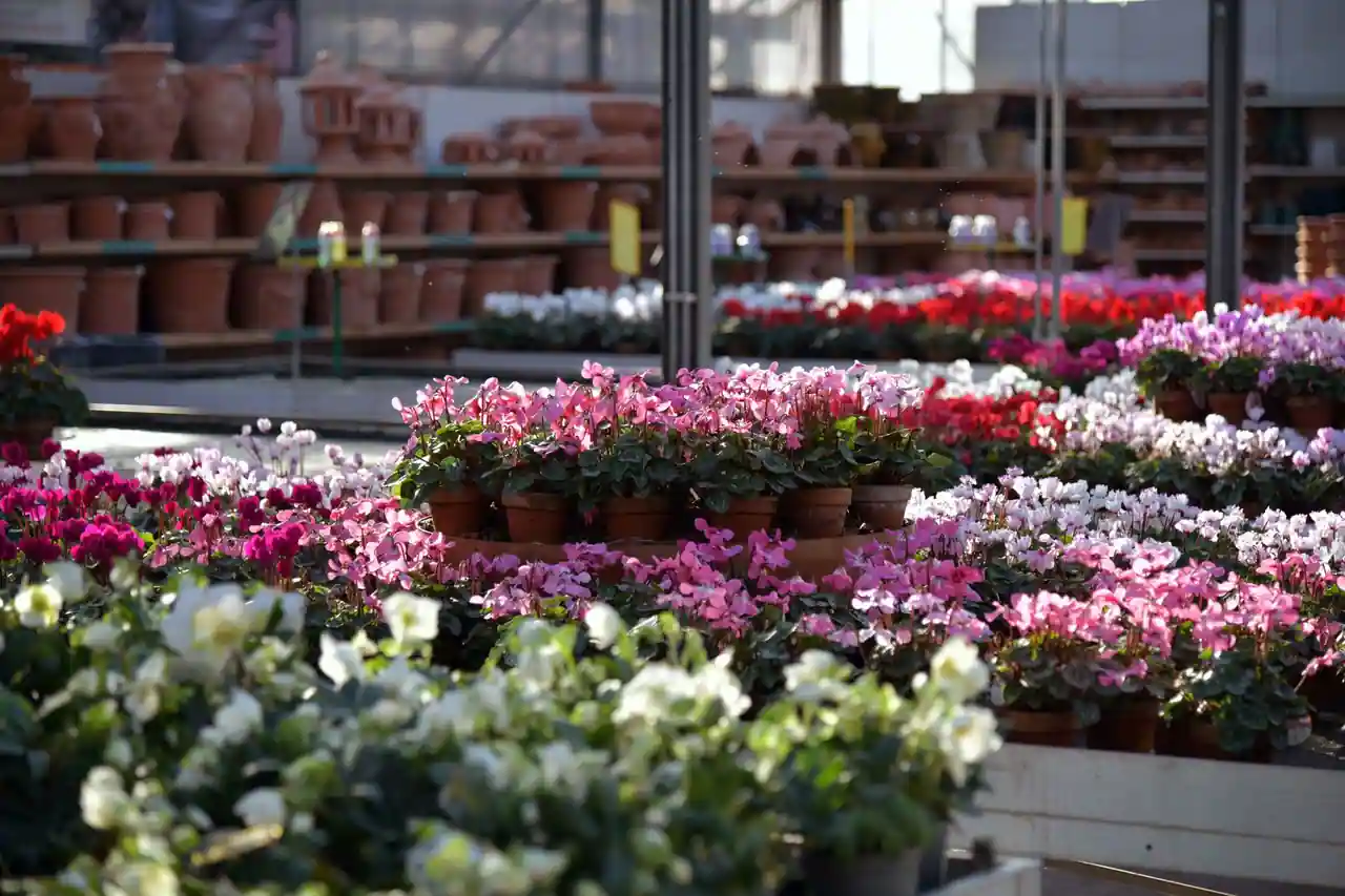 Étals d'une jardinerie remplis de plantes à fleurs en pots, poteries alignées en arrière-plan