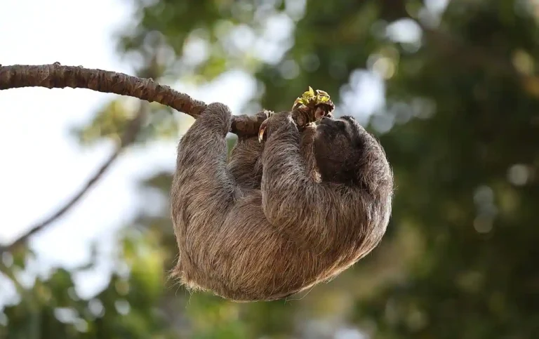 Voyage en famille au Costa Rica : quand partir, où aller et à quel rythme