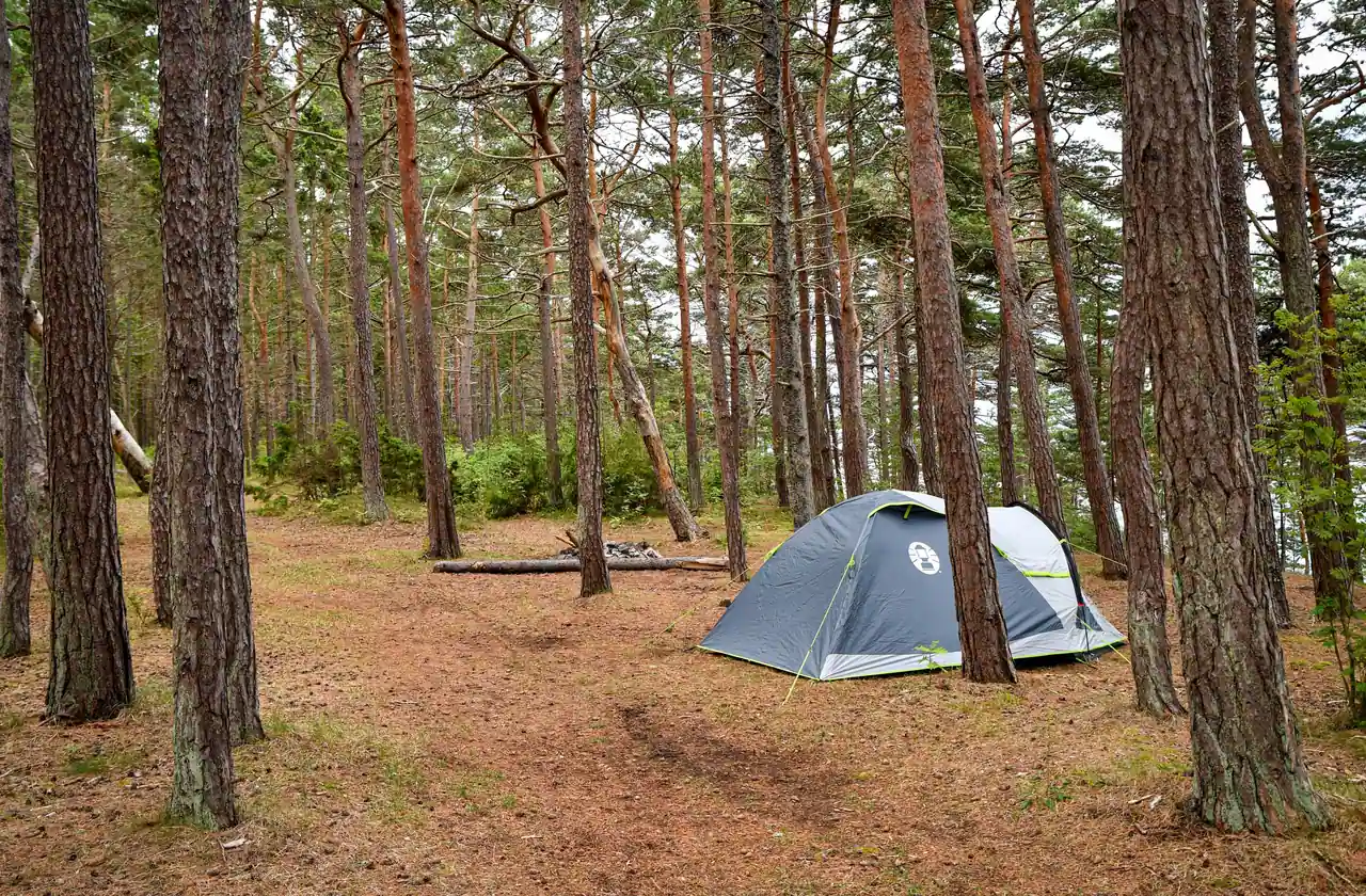 Tente montée entre les troncs d'une pinède claire, sur un sol d'aiguilles typique des campings boisés.
