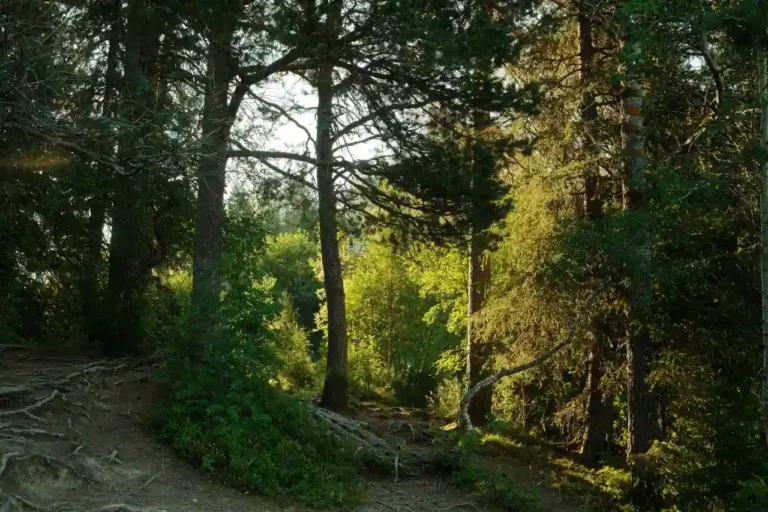 Camping à La Palmyre : comment choisir entre des établissements qui se ressemblent tous