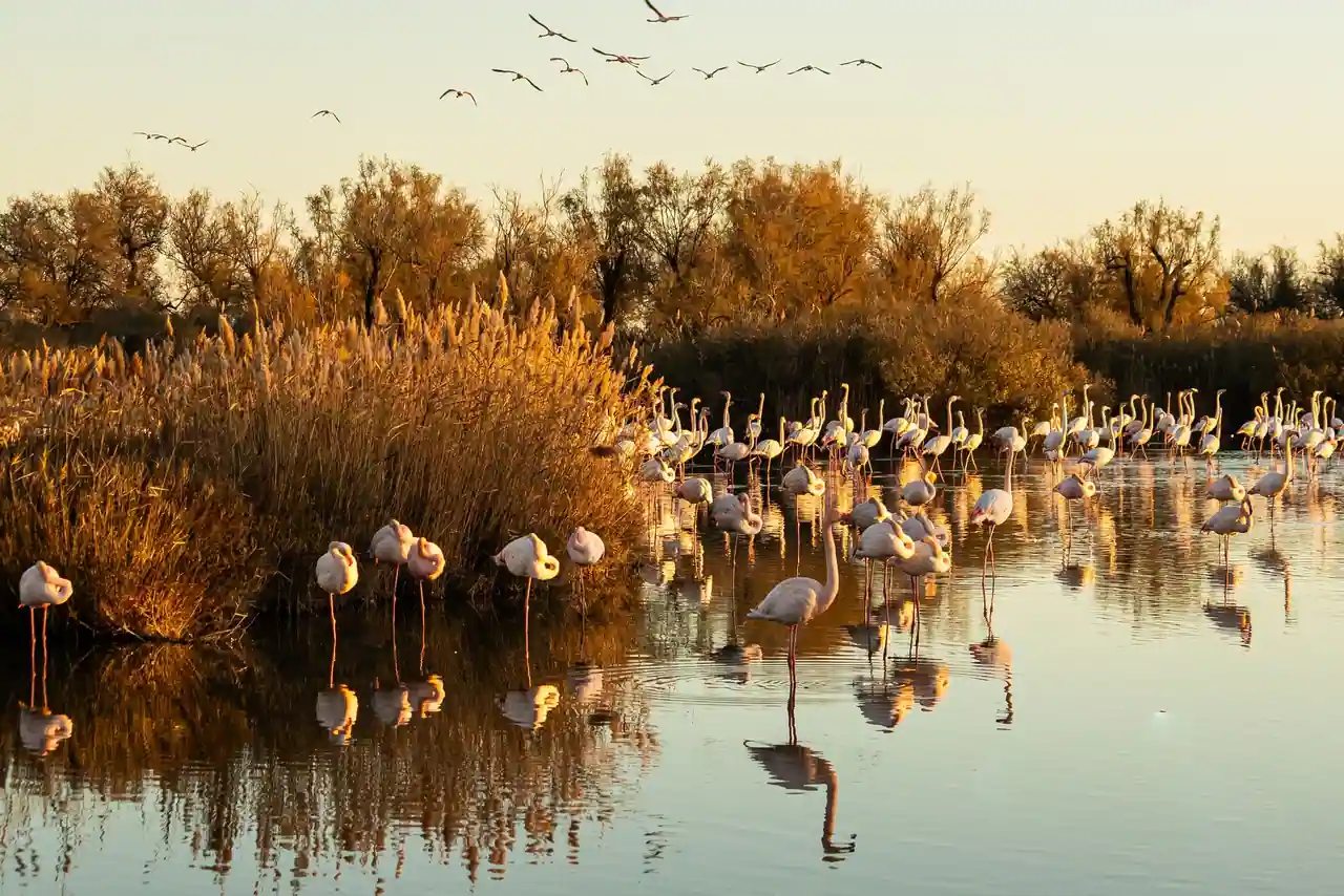Flamants roses dans les marais de Camargue au coucher du soleil, près du Grau-du-Roi.