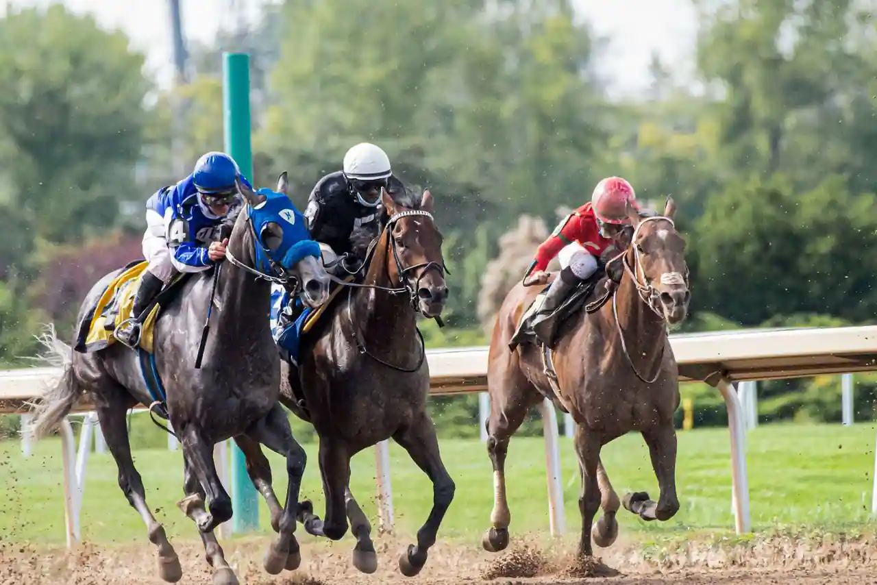 Chevaux de course au galop sur la pelouse d'un hippodrome français